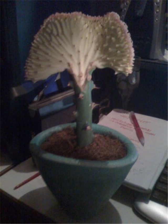 Euphorbia Lactea